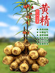 滇黄精 