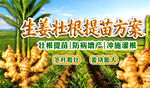 生姜种植基地