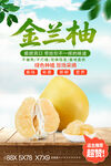 金兰柚