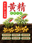 黄精