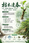 枯木逢春 植物科普海报