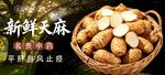 天麻 