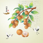 桂圆