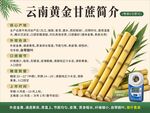 云南黄金甘蔗简介