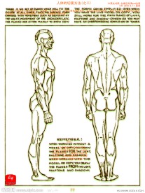 人体切面方法(之二)中英文对照 (全镂空psd分层)