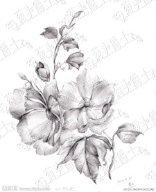 素描小花