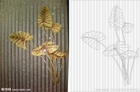 叶子 马蹄莲 线条