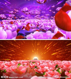 唯美花海喜庆视频素材