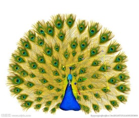 可编辑孔雀开屏动画（不同翅膀）