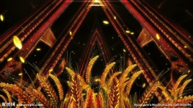 ED系列金色麦穗