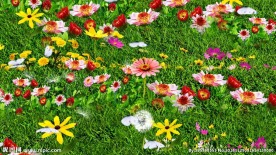 美丽蝴蝶梦境 蒲公英视频