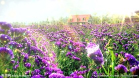 花海世界田园婚礼背景