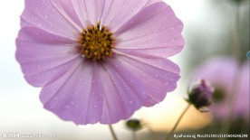 小花一组 小清新 高清视频素材