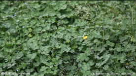 蝴蝶歇在花上 高清