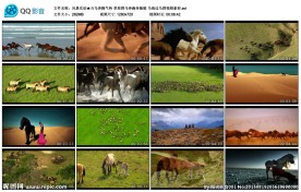 万马奔腾气势草原群马奔跑奔驰骏