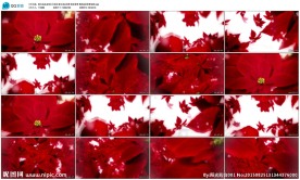 爱在天地间配乐成品背景