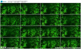 三维竹子舞竹林竹韵朗诵LED背
