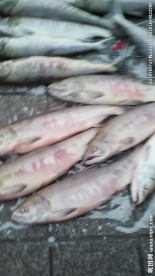 东北鱼市 大马哈