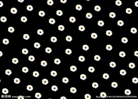 雏菊 菊花 分层