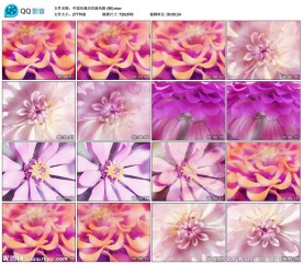 菊花开放舞蹈韵律舞蹈歌曲背景