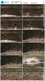 鳄鱼实拍视频素材