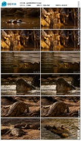 鳄鱼吃牛实拍视频素材