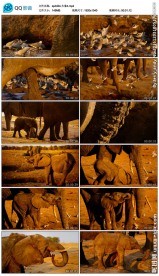 大象野生动物视频素材