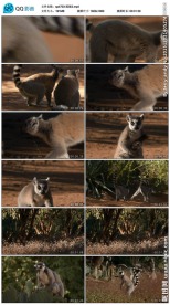 狐猴实拍视频素材