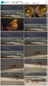 狐狸实拍视频素材