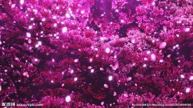 高清浪漫樱花树花瓣飞舞高端婚礼
