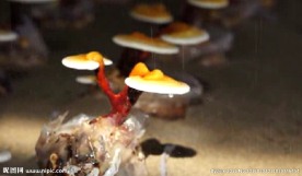 高清实拍动态灵芝视频剪辑素材