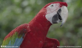 鹦鹉八哥视频素材高清视频动态素