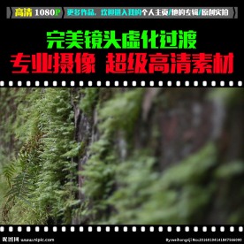 长满墙草的砖墙