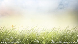 随风舞动的草地