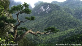 悬崖松树