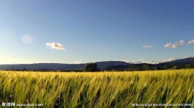 风吹麦浪