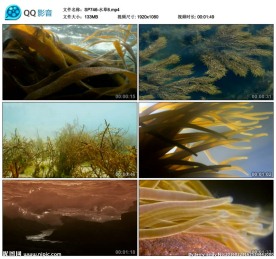 湖底水草水底世界