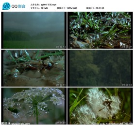 大自然实拍下雨