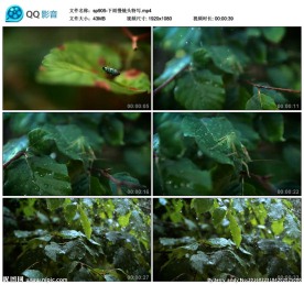 下雨慢镜头特写