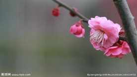 超美樱花高清视频