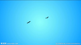 天空飞鸟