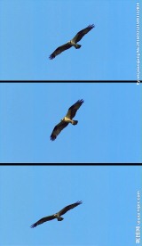 雄鹰飞翔天空实拍视频素材