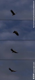 雄鹰天空飞翔老鹰翱翔天际视频