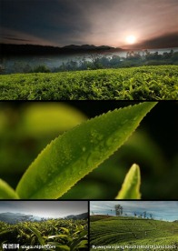 茶园采茶叶视频素材