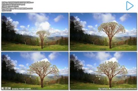 美元小树生长成大树