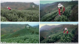 茶山采茶