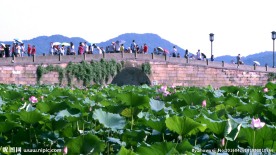 杭州西湖延时拍摄荷花人流断桥