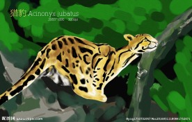 手绘猎豹插画