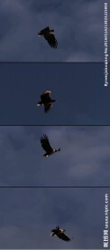 雄鹰天空飞翔老鹰翱翔天际视频