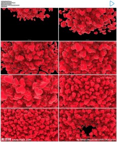 红色心转场透明通道